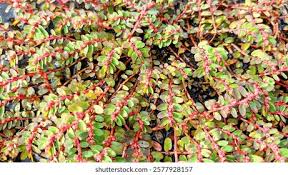 Image result for Euphorbia prostrata