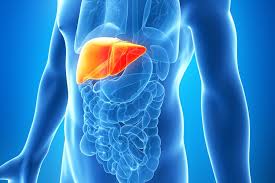 At the back, they are attached to the spine. Liver Function Failure Disease Live Science