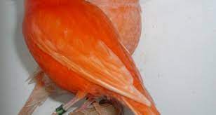 صور كناري خلفيات ورمزيات الكناري بجودة hd ميكساتك vegetables photo carrots