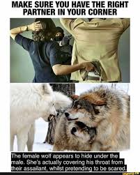 Make Sure You Have The Right Partner In Your Corner Sar He Female Wolf Ao To Hide Under The Male She S Actually Covering His Throat From Heir Assailant Whilst Funny Relatable