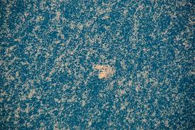 (forests of these trees can grow in warm coastal areas where saltwater bathes their lower trunks and roots.) Sea Snot Explosions Feed Deep Sea Creatures National Geographic Society Newsroom