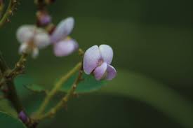 Image result for Aneilema umbrosum