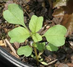 Image result for Amaranthus blitum