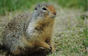 El día de la marmota se celebra en el norte de américa desde hace más de 100 años. Dia De La Marmota 2021 Phil Predice Un Invierno 6 Semanas Mas Largo