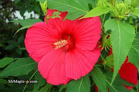Image result for Hibiscus meyeri