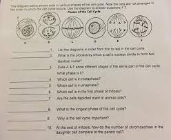 Maybe you would like to learn more about one of these? The Diagram Below Shows Cells In Various Phases Of Chegg Com