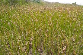 Image result for Eleocharis retroflexa