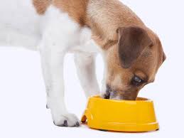 Schonkost Fur Hunde Selber Kochen Tipps Und Rezepte Hundefutter Selber Kochen Hundefutter Hunde Futter