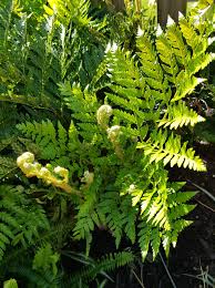 Image result for Chaseella pseudohydra