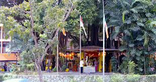 Please click here to watch the videos of sri vairavimada kaliamman temple prayers and events. Tales Of The Mysterious Toa Payoh God Tree That Has Finally Fallen Mothership Sg News From Singapore Asia And Around The World