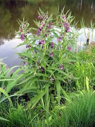 Image result for Chasmanthera