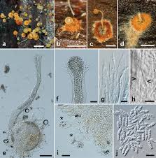 Image result for Pycnospora