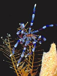 Image result for Pycnosphaera