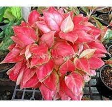 Aglaonema Red Zircon Calathea Plant Plants Chinese Evergreen Plant