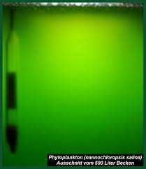 United plankton is a production tech company that turns static images into videos and adapts existing videos for social at speed and at scale. Phytoplankton Planktonansaetze Korallenfutter Zuchtanleitung Planktonzucht Nannochloropsis Salina Plankton Planktonzuchtansatz