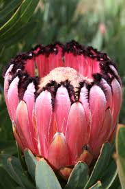 With its large flower bracts that form a crown like structure around the main flower head, it is hard to miss, and is definitely. Protea Neriifolia