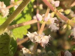 Image result for Tetradenia brevispicata