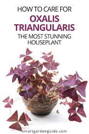 Oxalis Triangularis Care How To Grow Purple Shamrock Smart Garden Guide Indoor Flowering Plants Smart Garden Backyard Plants