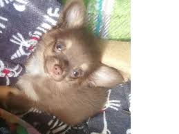 Ils sont indiqués chez l'adulte lors d'une douleur légère à modérée. Les Anti Inflammatoires Comment Ca Marche Premiere Partie Les Anti Inflammatoires Non Steroidiens Clinique Veterinaire Tyki