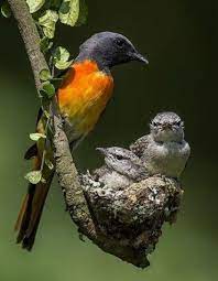 pin on aves exoticas del mundo