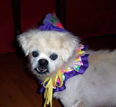 Hearing tests for dogs can help you decide whether your pooch is willfully disregarding you or their auditory health is at risk. Deafness In Senior Dogs Deaf Dogs Rock