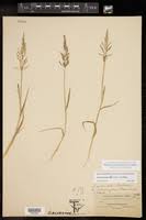 Image result for Sporobolus coromandelianus