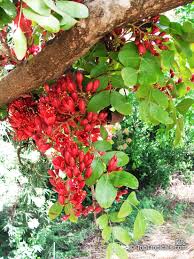 Image result for Schotia brachypetala