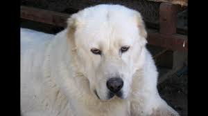 The central asian shepherd dog is a dog of great size with massive bone structure and. Central Asian Shepherd Alabai Youtube