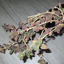 Image result for Delosperma tradescantioides