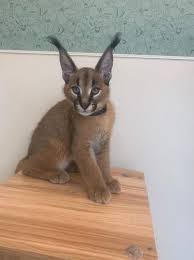 The caracal kittens among small cats that can be legally kept as exotic pets. Meet Samir And Zane Newest Caracal Kittens Born At Nashville Zoo Wkrn News 2