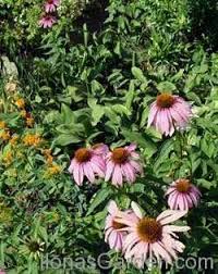 Image result for Pycnosphaera buchananii