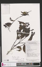 Image result for Psydrax parviflora