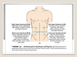 The diaphragm forms the upper surface of the abdomen. Anatomy And Physiology By Mrs Close Directional Terms Ppt Download