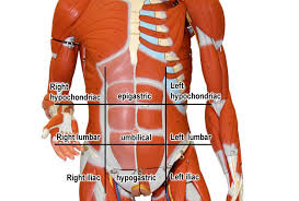 The organs contained in the abdominal cavity can be localized based on these four sections. Organs My Future Depends On Me