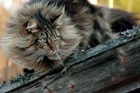 The norwegian forest cat is a natural breed and doesn't have the health problems that sometimes pop up in mixed breeds. Norwegian Forest Cat Breeds Origin And Facts Catsfud