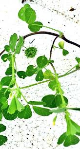 Image result for Medicago polymorpha