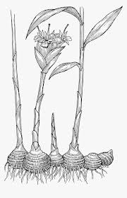 I look at my ginger plants exactly once a year, at harvest time. Ginger Plant Black And White Hd Png Download Transparent Png Image Pngitem