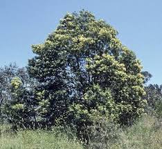 Image result for Acacia mearnsii