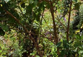 Image result for Crotalaria semperflorens