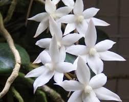 Image result for Aerangis appendiculata