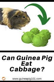 Pin On Pig
