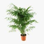 plantes d interieur cactus bonsai orchidees truffaut palmier nain jardinerie truffaut plante bassin