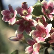 Image result for Dioscorea asteriscus