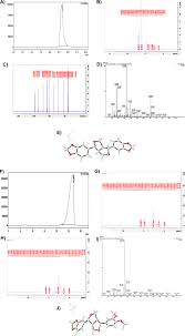 Image result for Multidentia crassa