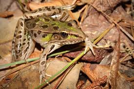 Image result for Leptochloa obtusiflora