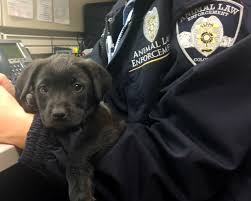 Can you adopt a dog from the humane society? Animal Law Enforcement Humane Society Of The Pikes Peak Region