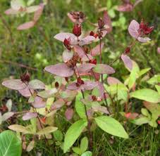 Image result for Humularia meyeri-johannis