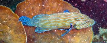 Image result for Cephalophis lukei