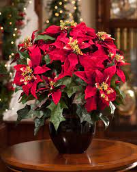 Premier Silk Poinsettia Large Poinsettia Christmas Floral Christmas Decorations