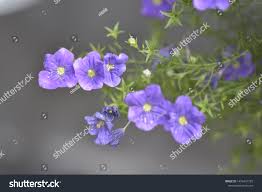 Image result for Nierembergia hippomanica